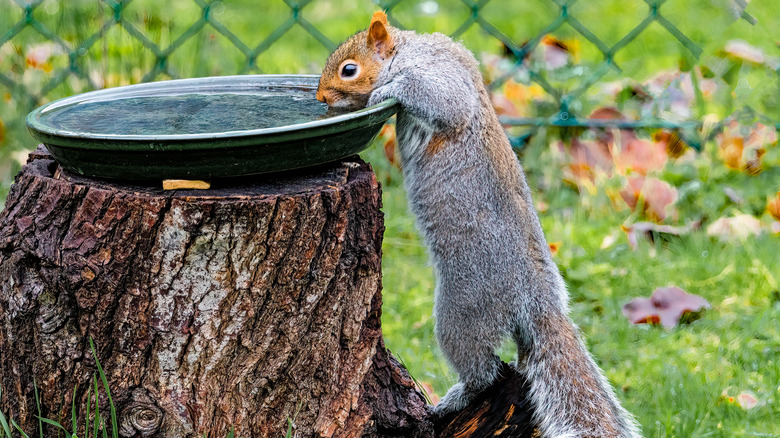 A squirrel drinks water from a dish beside a fence.