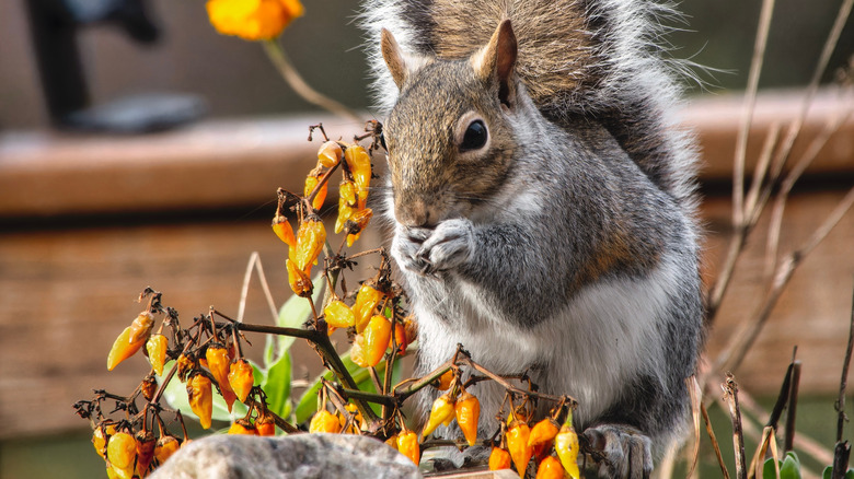 A squirrel sits in a pepper plant.