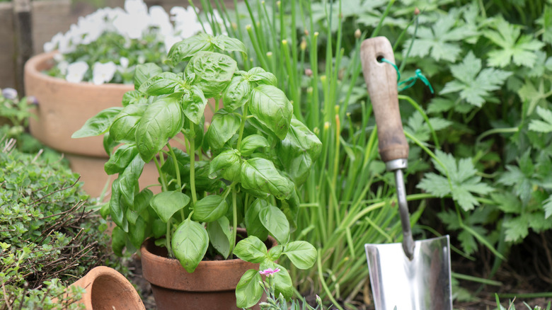 Basil in a pot next to a clump of chives and a trowel