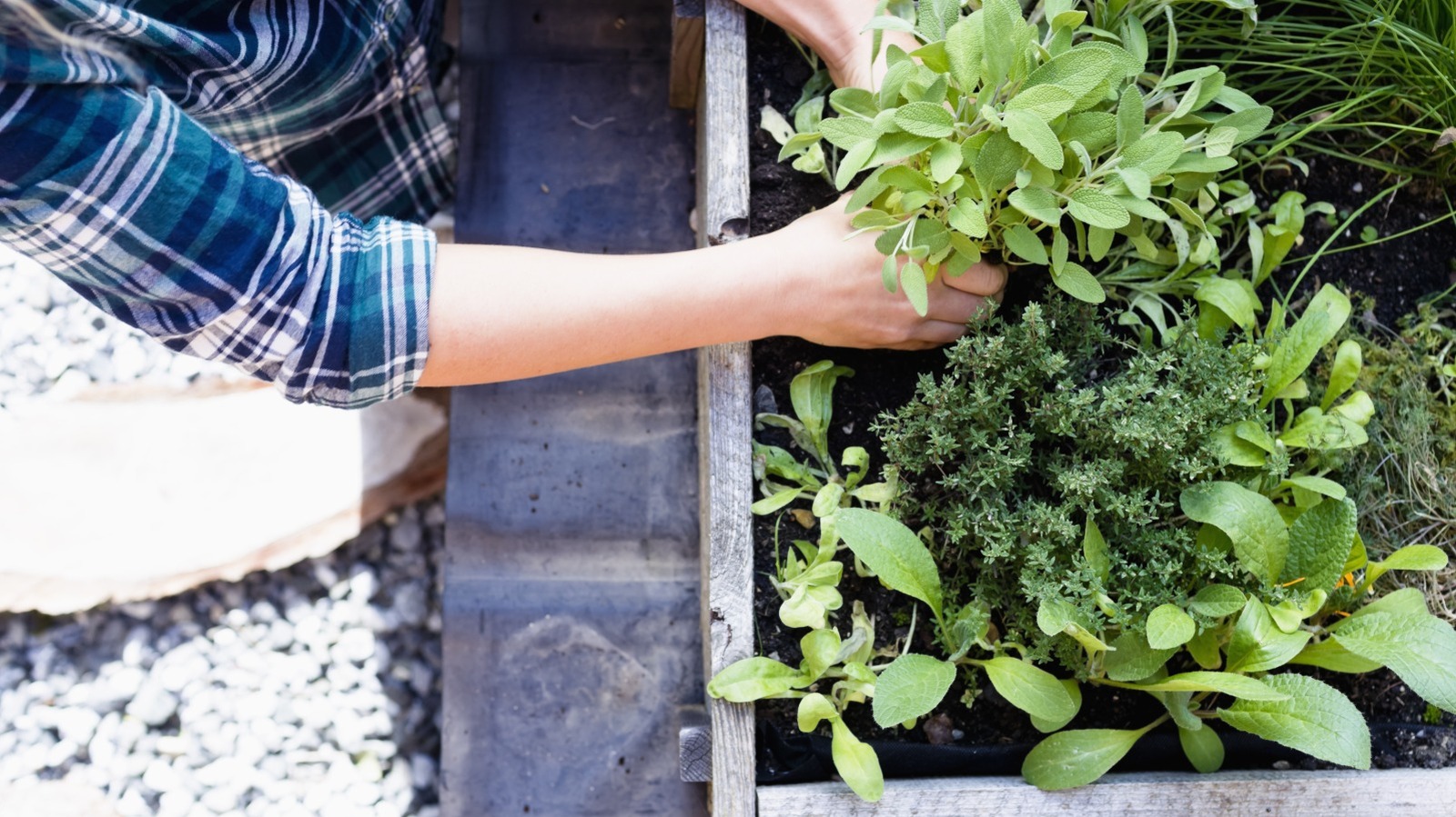 A Must-Have Herb for Your Spring Garden: Adding Flavor to Your Garden