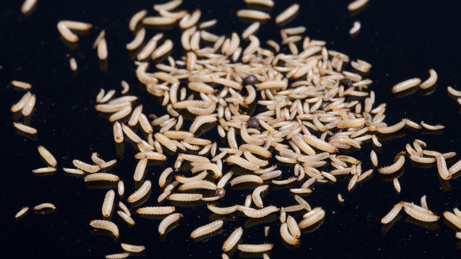 The Floor Maintenance Mistake That's Attracting Maggots To Your Home