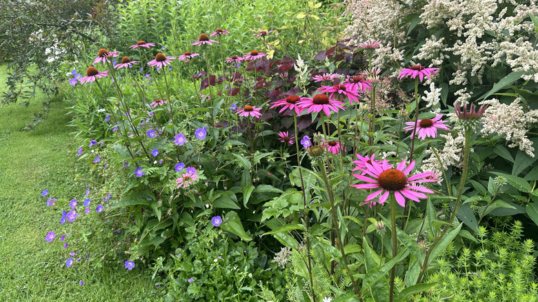 A garden bed with purple coneflowers growing front and center