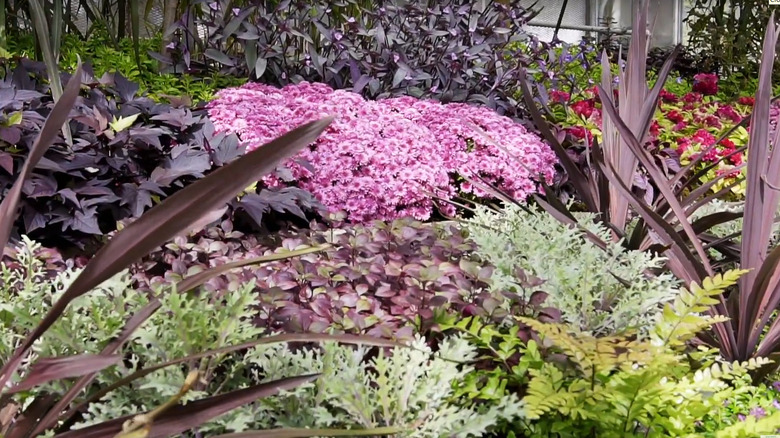 A monochromatic garden in purple with lots of textures, flowers, and plants