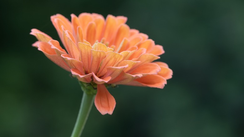 A close up of a single apricot zinnia in bloom