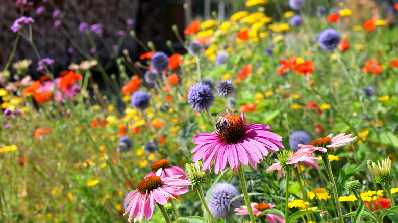 Flower garden with a variety of colors, one with a bee on it