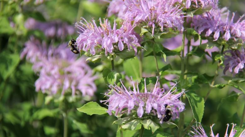Bees visiting purple bee balm flowers