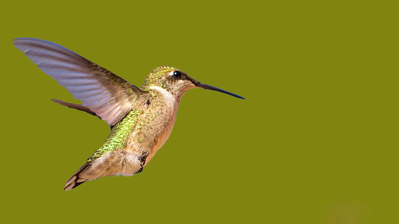 close up of a hummingbird flying