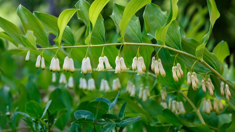 close up of a Solomon's seal plant with white blooms