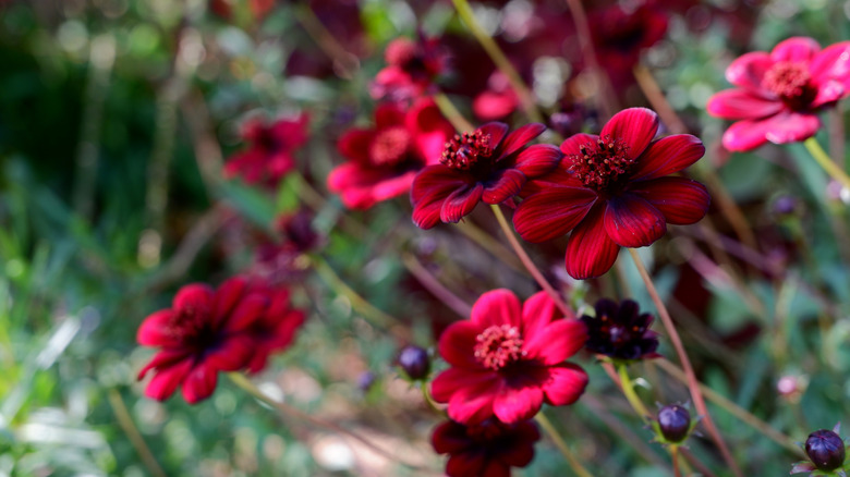 A cluster of chocolate cosmos dappled with sunlight