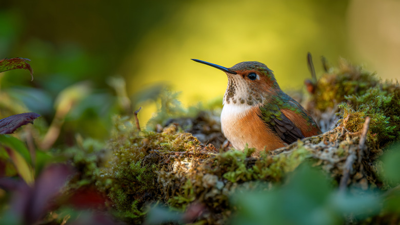 A Rufous hummingbird sitting on a nest