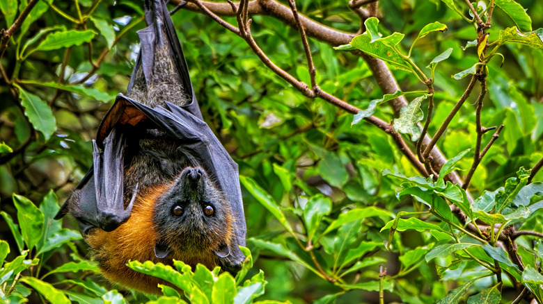 Bat hanging upside down in a tree