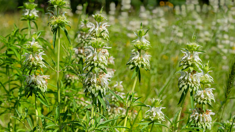 Spotted bee balm plants scattered around a flowering field.