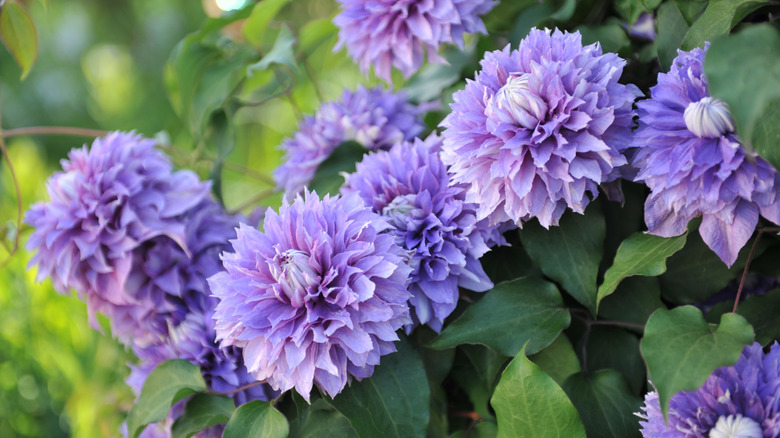 Large-flowered double clematis Diamantina