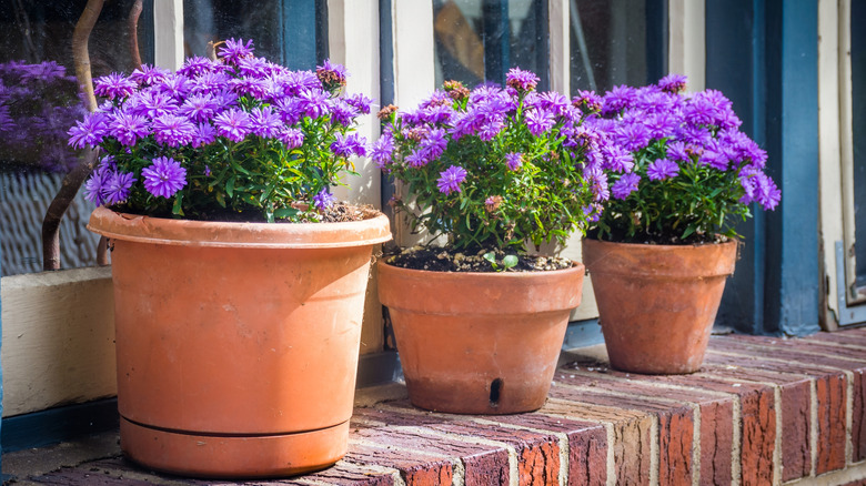 Three potted plants with purple flowers on a brick windowsill.