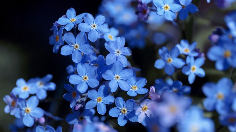 closeup on forget-me-not flowers