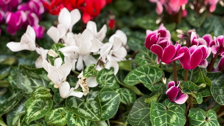 Blooming multicolored florist's cyclamen.