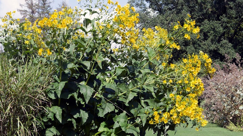 Silphium perfoliatum growing in a yard