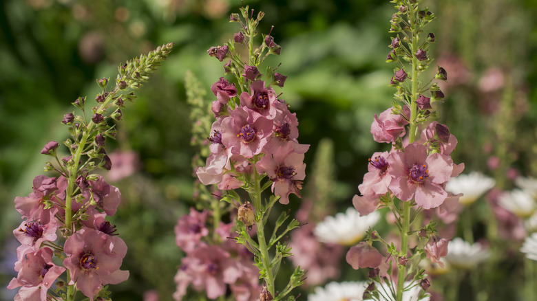 Verbascum phoenicuem close-up flowers
