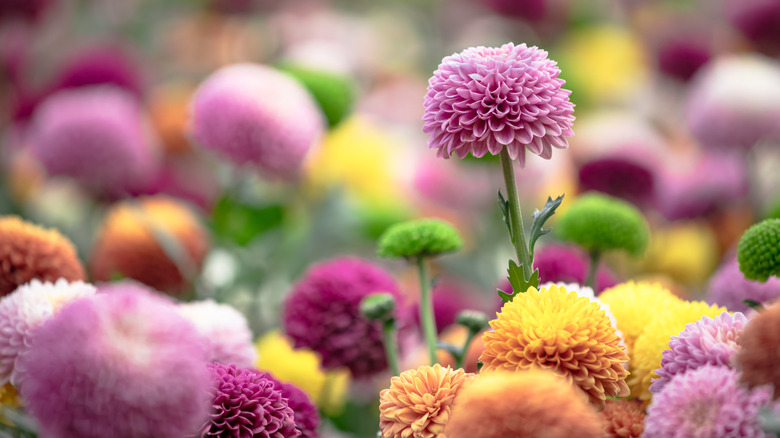 Pink, orange, yellow, and white chrysanthemums grwoing together in a flower bed
