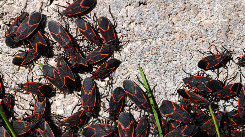 Swarm of boxelder bugs on concrete