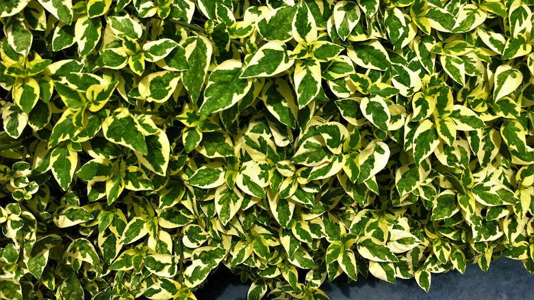 closeup on Abelia × grandiflora 'Hopley's' leaves