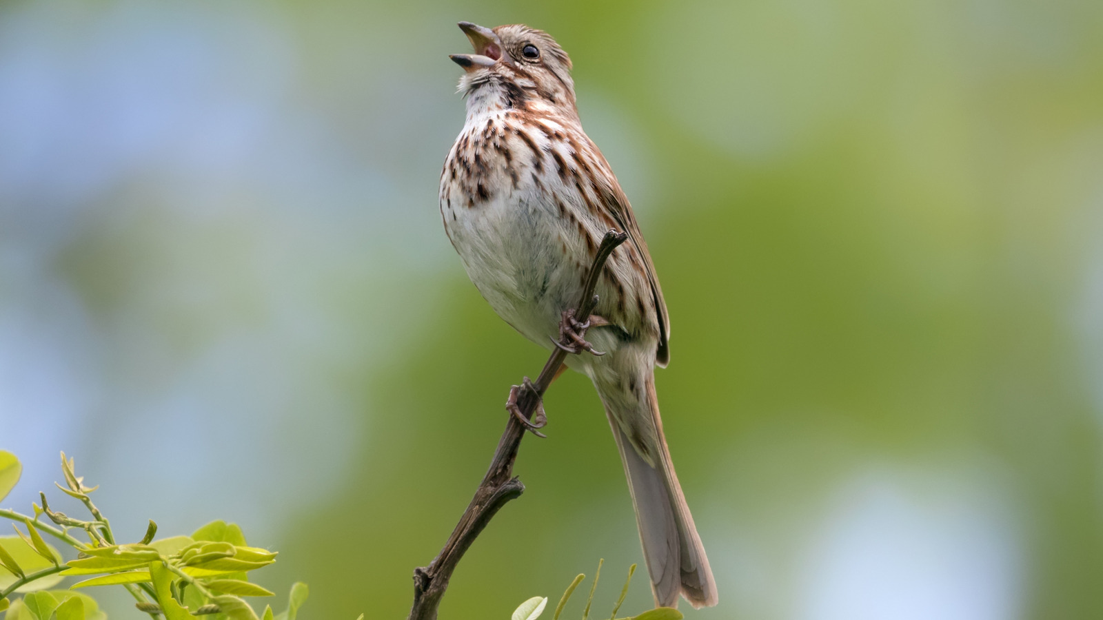 The Blooming Accent Tree That Will Attract Birds and Butterflies to Your Yard