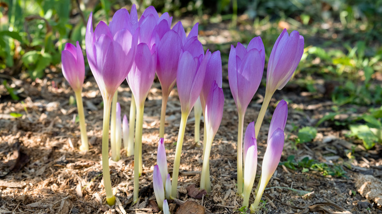 Autumn crocus (Colchicum autumnale) in bloom with lilac-colored flowers