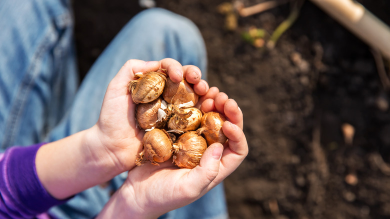 Person holding a handful of bulbs.