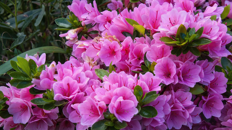 Azaleas blooming in the spring