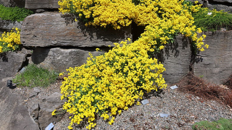 Aurinia saxatilis growing on top of rocks