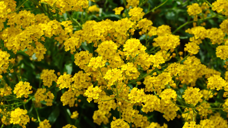 Yellow Aurinia saxatilis flowers up close