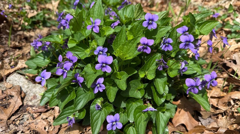 A array of colorful violets in bloom.