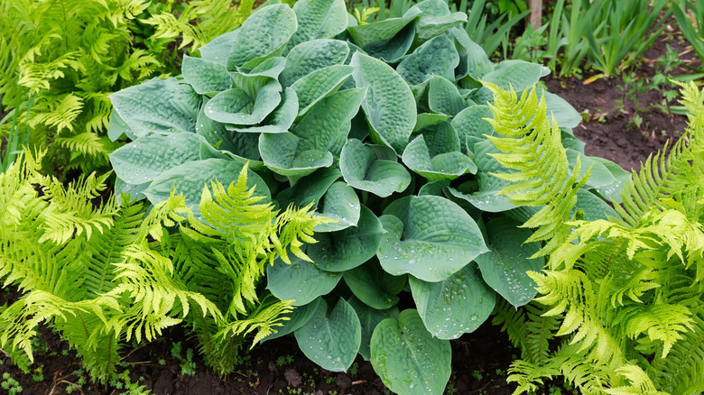 Hostas and ferns growing together in a shade garden.