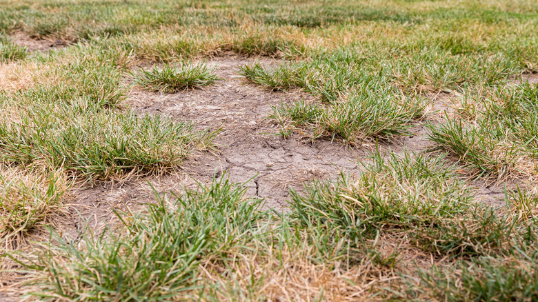 bare spots on lawn