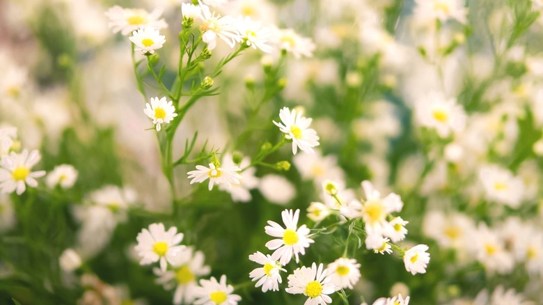Blooming white heath aster plant
