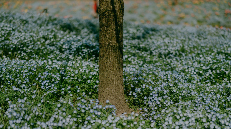 a ground cover grows underneath a tree
