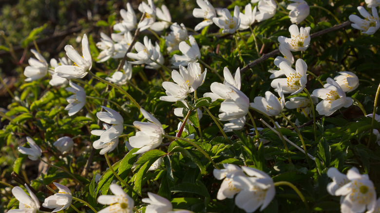 Anemone canadensis plants bloom with white, cup=shaped flowers.