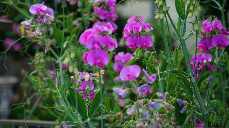 purple and pink sweet pea blooms