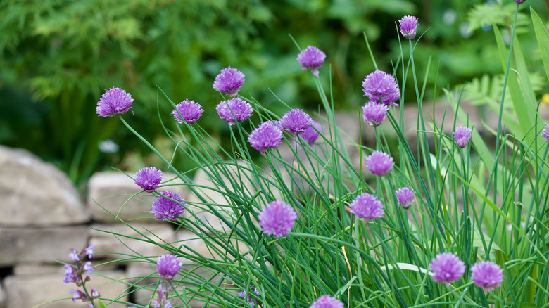 Chives and purple chive flowers in yard.