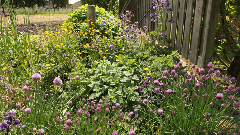 A large herb garden with many kinds of herbs
