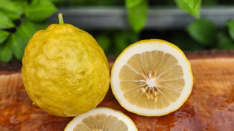 A Ponderosa lemon and a cut in half Ponderosa lemon on a wooden surface in front of green foliage