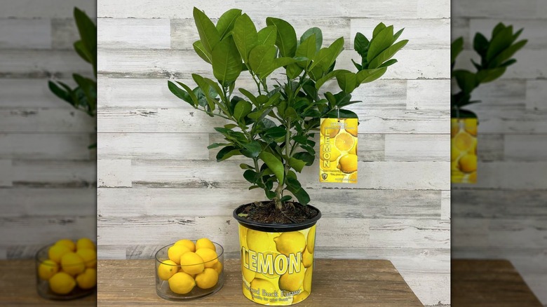 Ponderosa lemon tree in a yellow pot on a table with a bowl of lemons and a lemon tag hanging on the tree