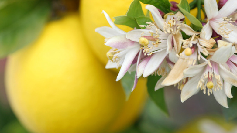Flowers on a tree with yellow lemons growing in the background