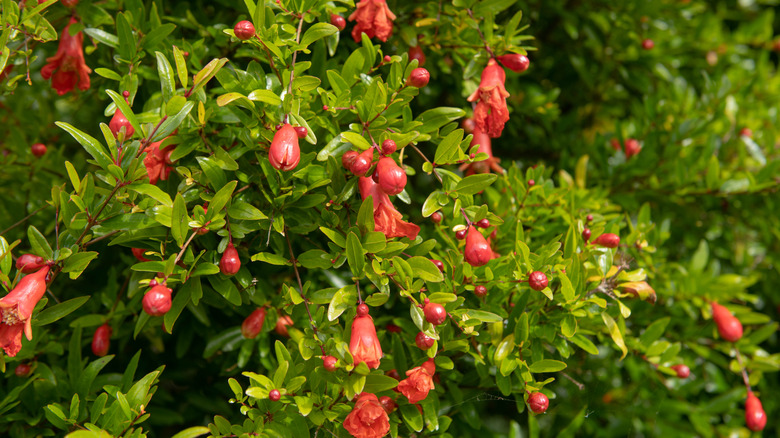 bright red fruit and flowers on a dwarf pomegranate tree