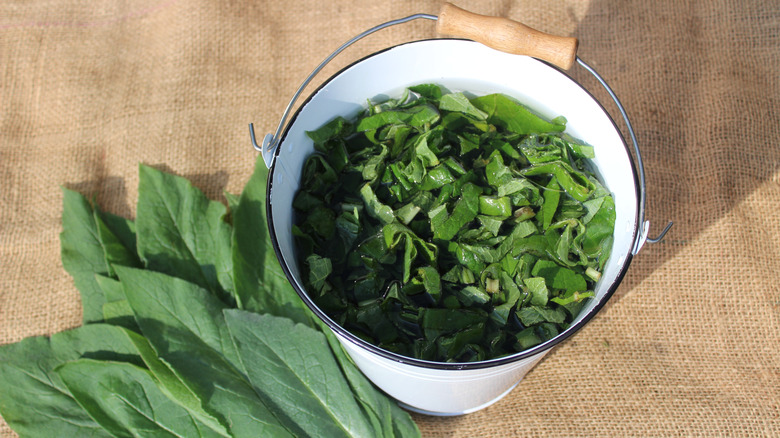 Comfrey leaves in a bucket