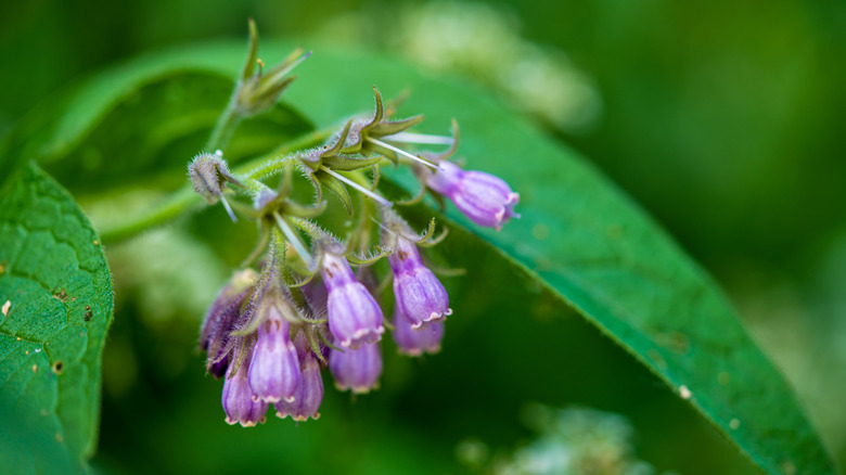 A close up of purple comfrey flowers