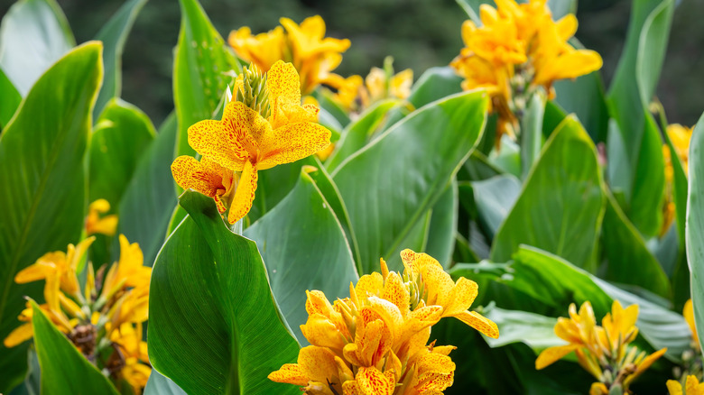 Bright yellow canna lilies in full bloom
