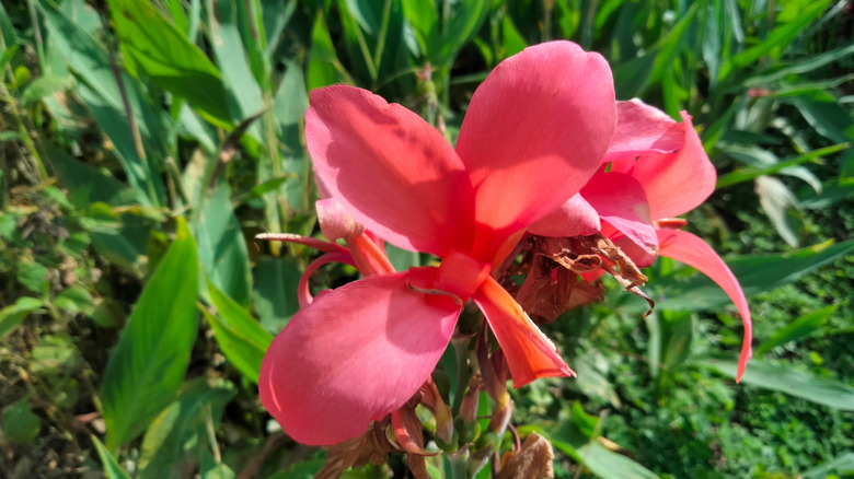 Bright pink canna lily in full bloom