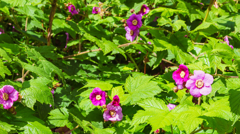 Flowering raspberry pink flower outdoors.