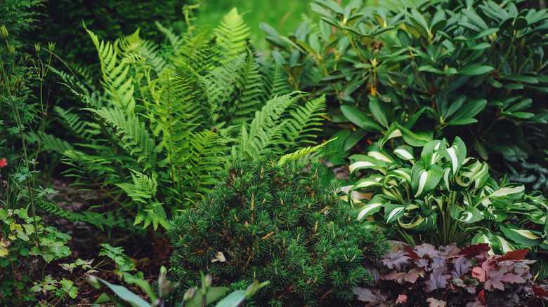 Mixed border with shade tolerant plants - ferns, hostas and heucheras in summer garden